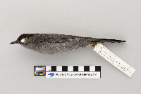 Dumetella carolinensis image