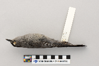 Dumetella carolinensis image