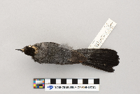 Dumetella carolinensis image