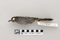 Dumetella carolinensis image