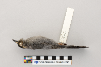 Dumetella carolinensis image