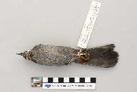 Dumetella carolinensis image