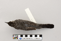 Dumetella carolinensis image