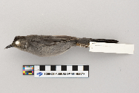 Dumetella carolinensis image