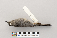 Dumetella carolinensis image