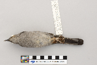 Dumetella carolinensis image