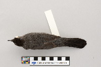 Dumetella carolinensis image