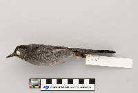 Dumetella carolinensis image