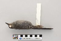 Dumetella carolinensis image