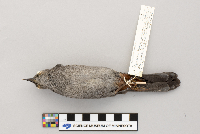 Dumetella carolinensis image