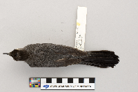 Dumetella carolinensis image