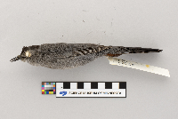 Dumetella carolinensis image