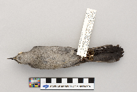 Dumetella carolinensis image