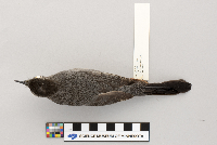 Dumetella carolinensis image