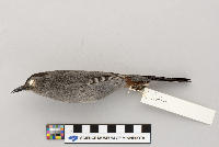 Dumetella carolinensis image