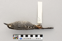 Dumetella carolinensis image