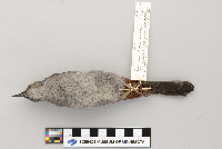 Dumetella carolinensis image