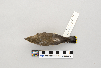 Bombycilla cedrorum image