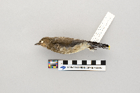 Bombycilla cedrorum image