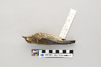 Bombycilla cedrorum image