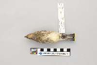 Bombycilla cedrorum image