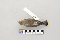 Bombycilla cedrorum image