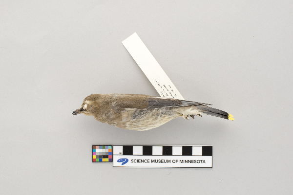 Bombycilla cedrorum image