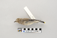 Bombycilla cedrorum image