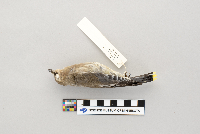 Bombycilla cedrorum image