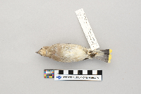 Bombycilla cedrorum image