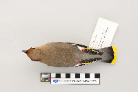 Bombycilla garrulus image