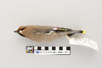 Bombycilla garrulus image