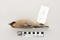 Bombycilla garrulus image