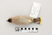 Bombycilla garrulus image