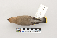 Bombycilla garrulus image