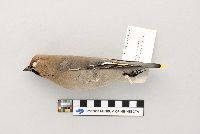 Bombycilla garrulus image