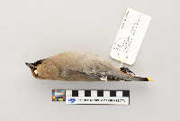Bombycilla garrulus image