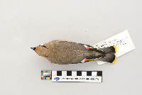 Bombycilla garrulus image
