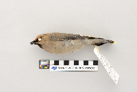 Bombycilla garrulus image