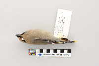 Bombycilla garrulus image