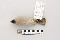 Bombycilla garrulus image