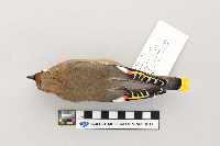 Bombycilla garrulus image