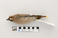 Bombycilla garrulus image