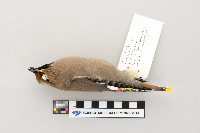 Bombycilla garrulus image