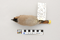 Bombycilla garrulus image