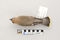 Bombycilla garrulus image