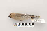 Bombycilla garrulus image