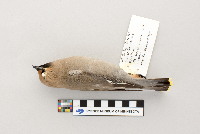 Bombycilla garrulus image
