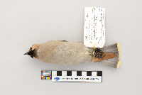 Bombycilla garrulus image