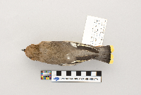 Bombycilla garrulus image
